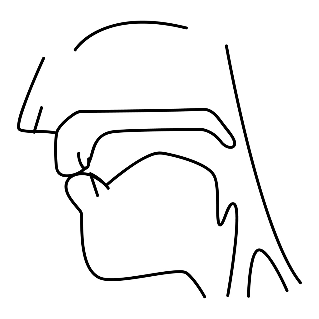 口腔断面図の高解像度画像