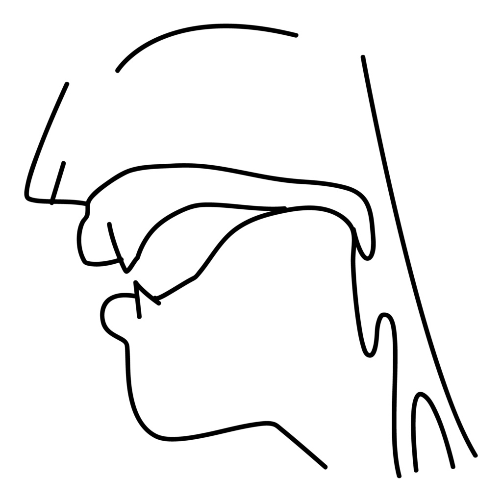 口腔断面図の高解像度画像