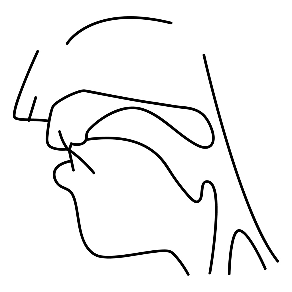 口腔断面図の高解像度画像