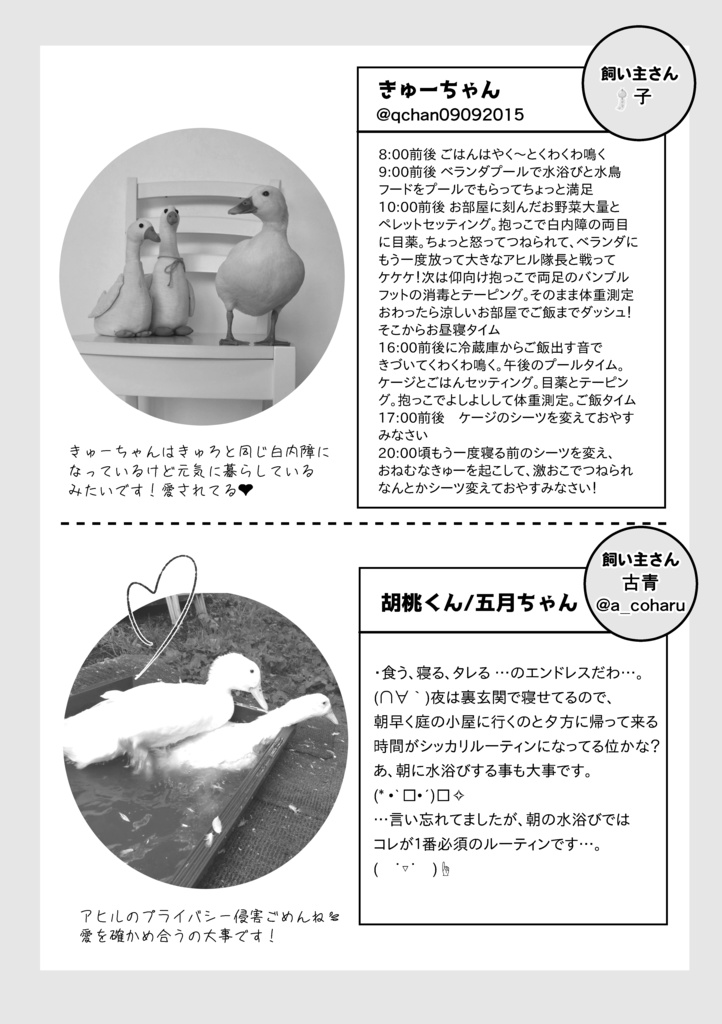 14歳のコールダックきゅろんちゃん~高齢アヒルの抱っこ暮らし