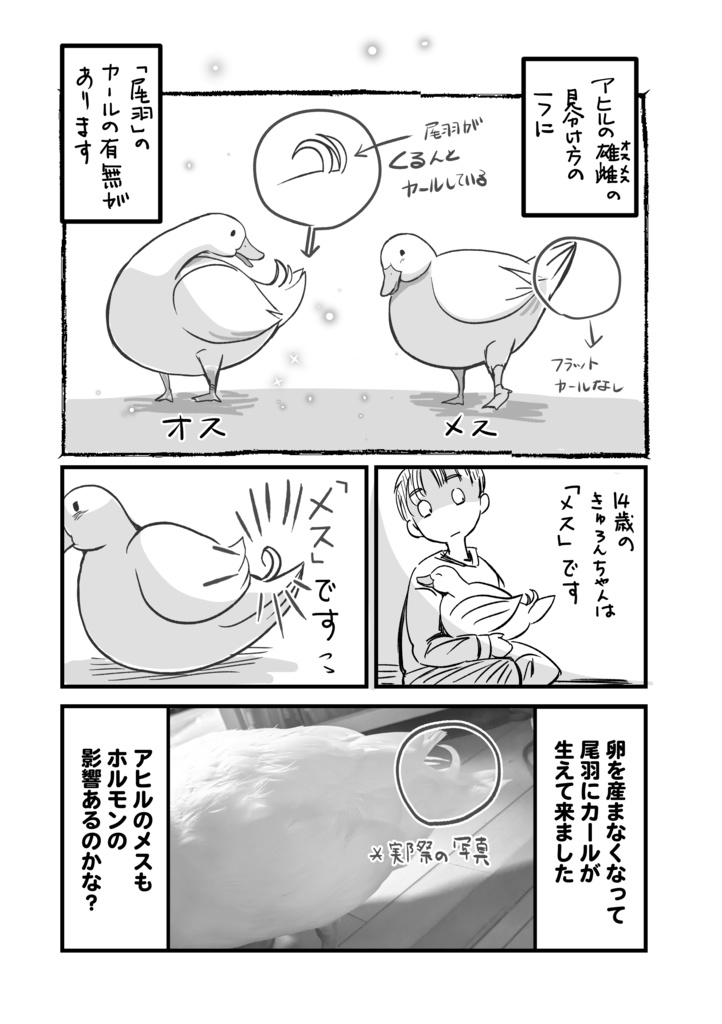 14歳のコールダックきゅろんちゃん~高齢アヒルの抱っこ暮らし