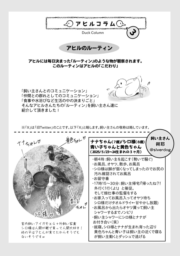 14歳のコールダックきゅろんちゃん~高齢アヒルの抱っこ暮らし