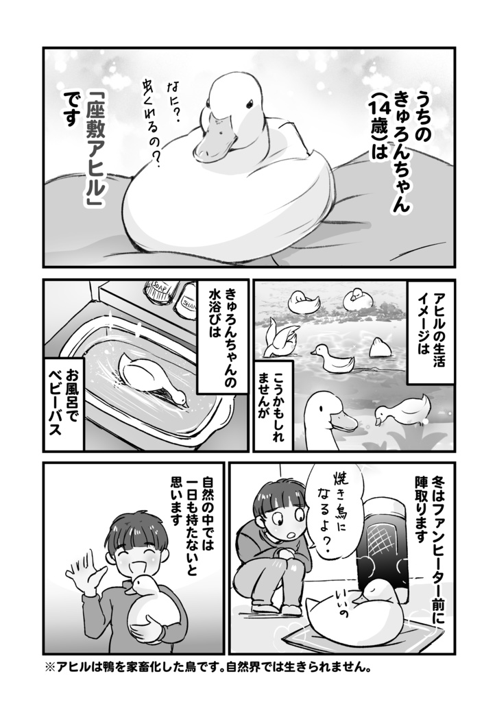 14歳のコールダックきゅろんちゃん~高齢アヒルの抱っこ暮らし