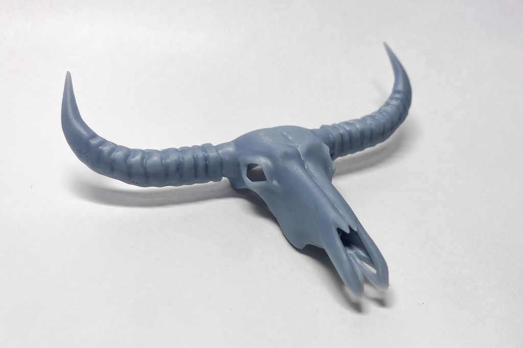 バッファローの頭蓋骨(アウトレット)