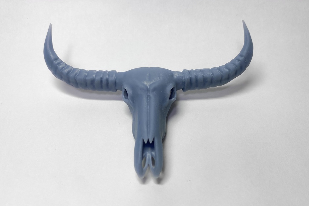 バッファローの頭蓋骨(アウトレット)