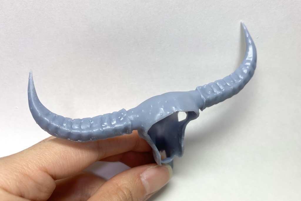 バッファローの頭蓋骨(アウトレット)