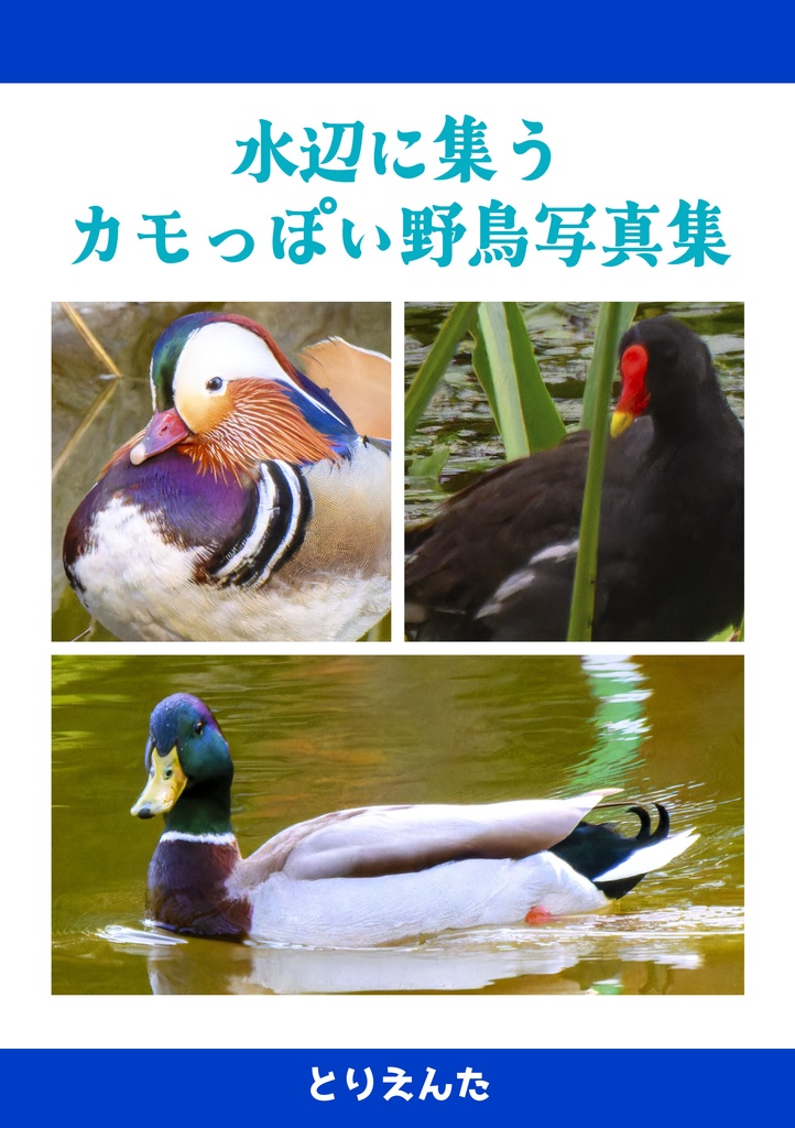水辺に集うカモっぽい野鳥写真集