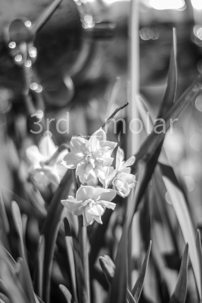 白の吐息 – monochrome flower 01