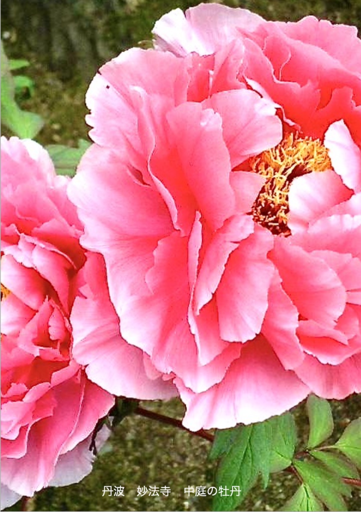 『仏教のはじまり 3.1』 カラー版 竹内正道