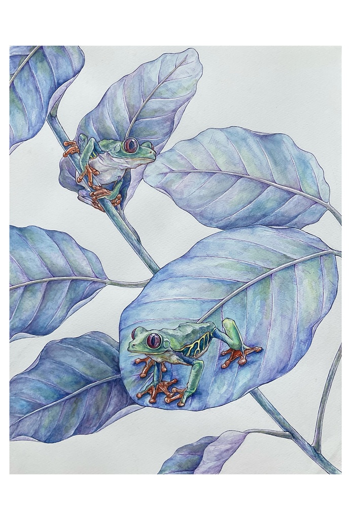 動物ポストカード (アカメアマガエル)