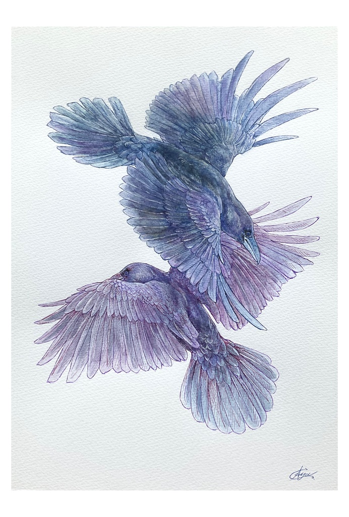 動物ポストカード（カラス）