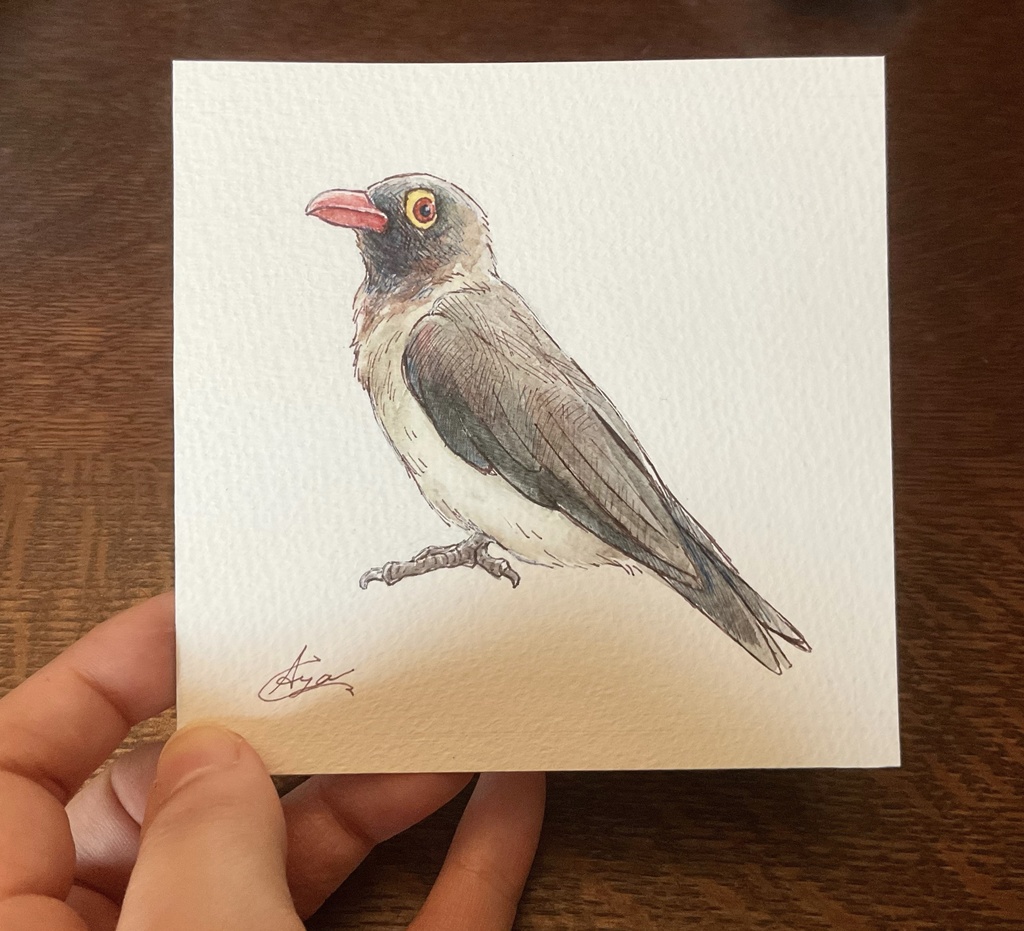 原画 アカハシウシツツキ