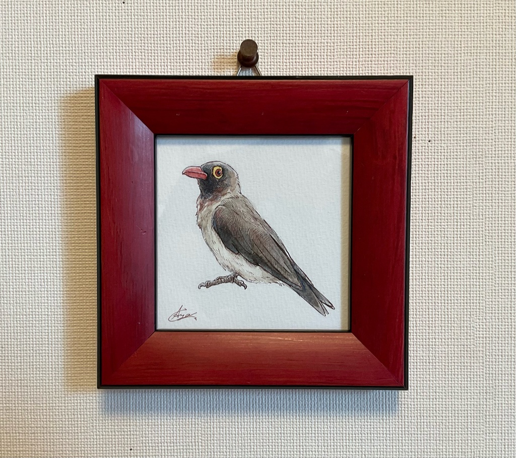 原画 アカハシウシツツキ