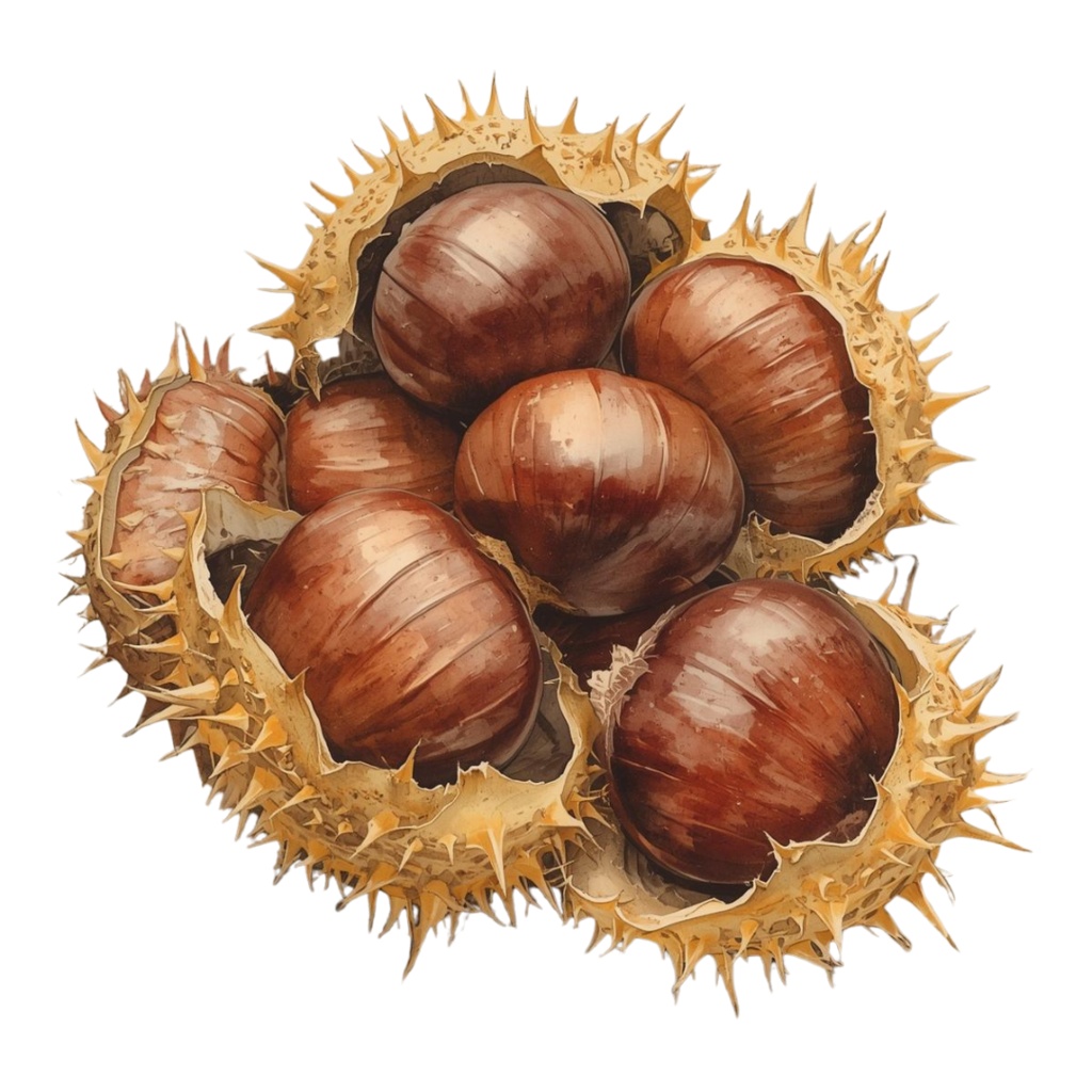 アンティーク 秋野菜 – 水彩画風 クリップアートコレクション (12 PNG)