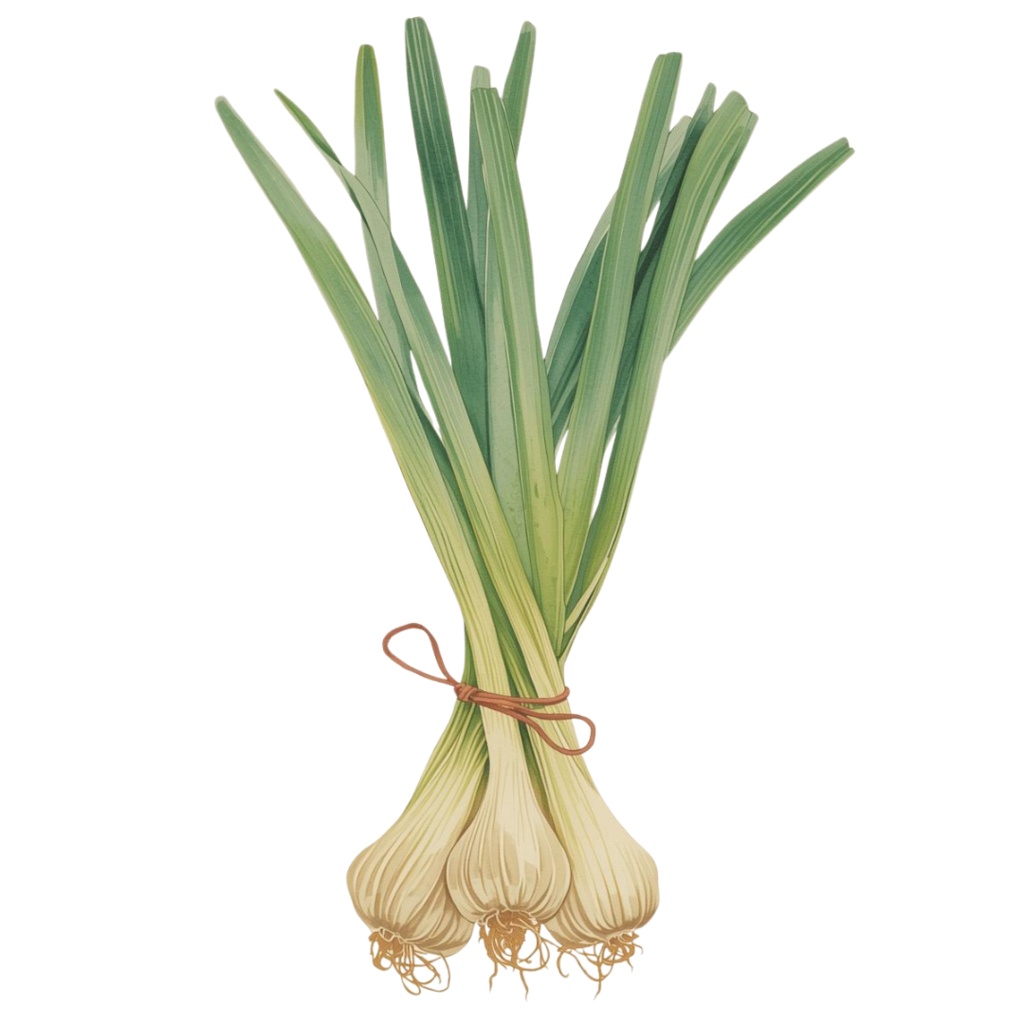 アンティーク春野菜 水彩クリップアートコレクション(全12種類)