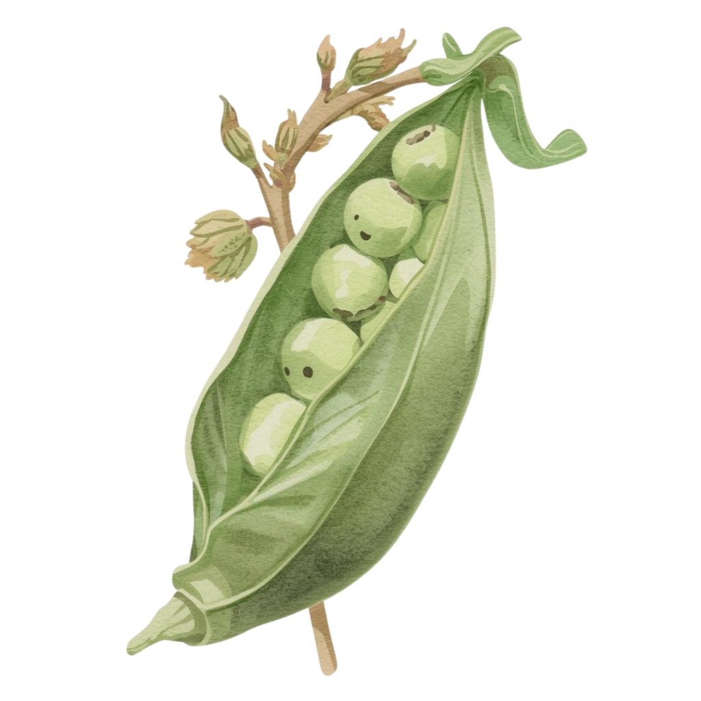 アンティーク春野菜 水彩クリップアートコレクション(全12種類)