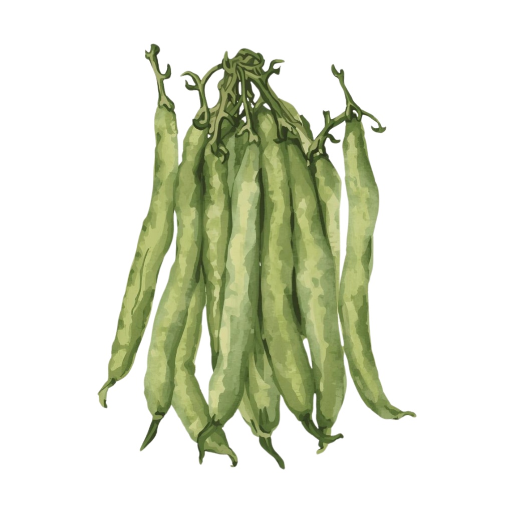 アンティーク夏野菜 水彩クリップアートコレクション(全12種類)