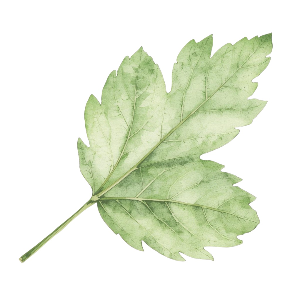 アンティーク夏野菜 水彩クリップアートコレクション(全12種類)