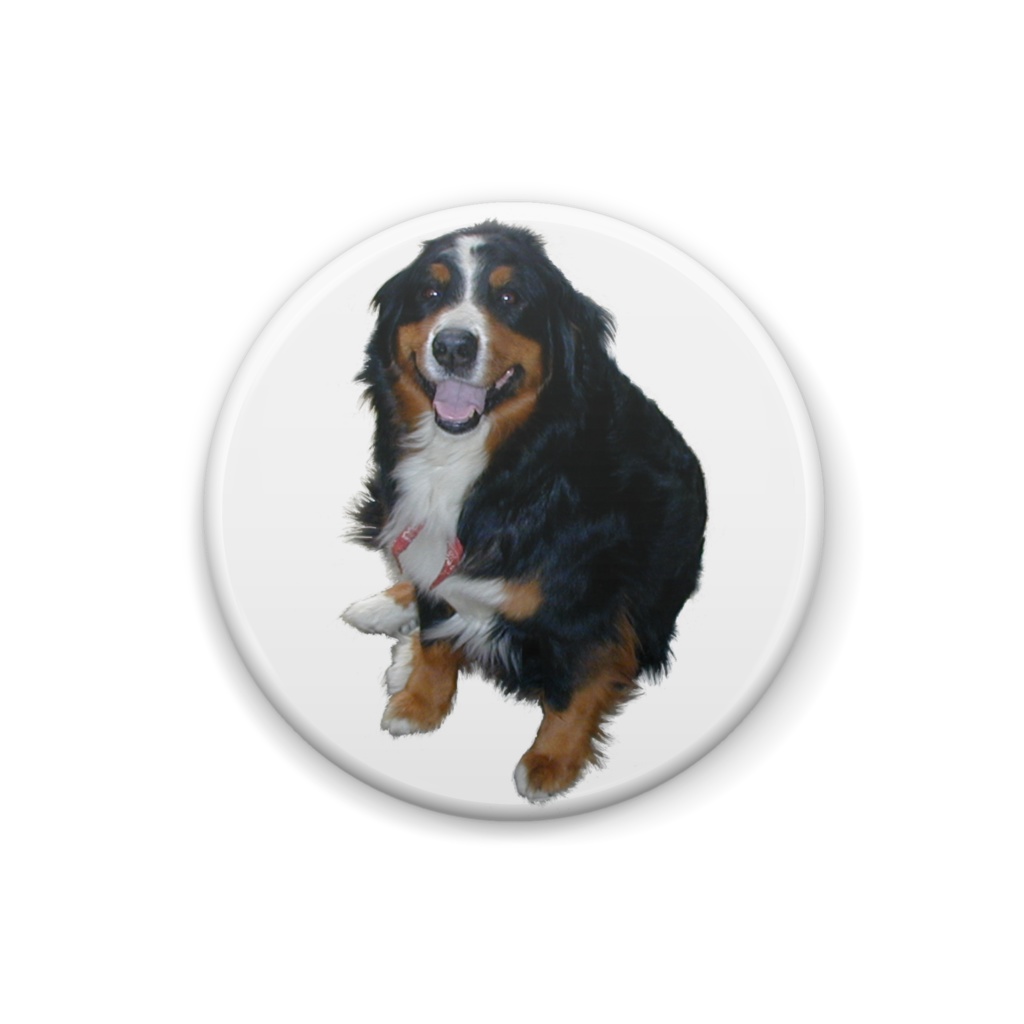 缶バッチバーニーズ25ミリ