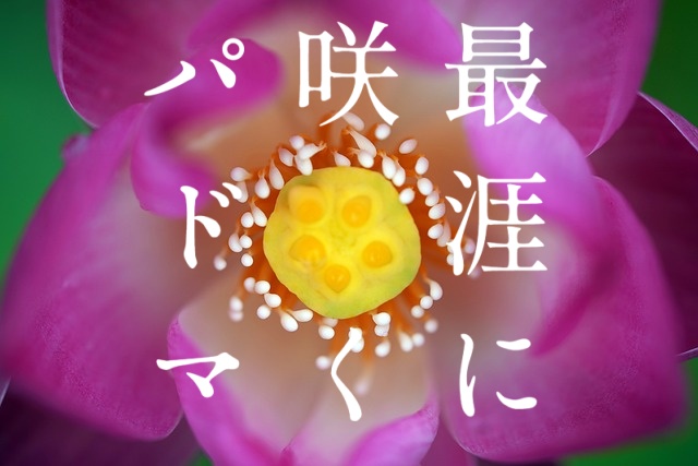 最涯に咲くパドマ