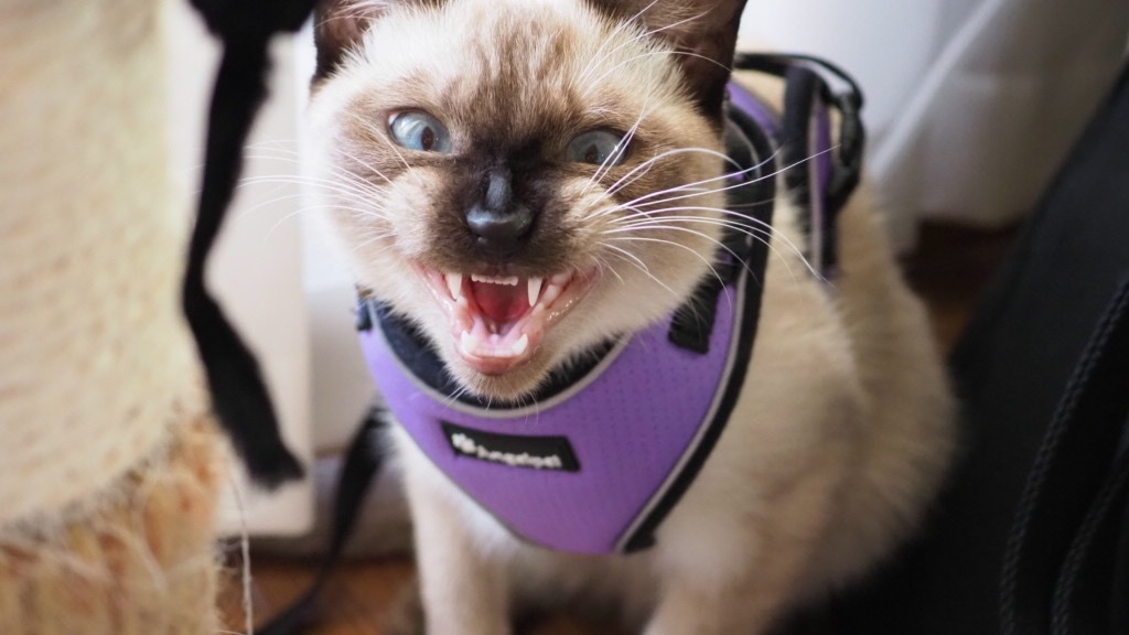 あくびキャットワッペン