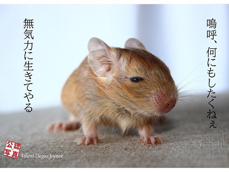 言葉入りデグーのL型写真です