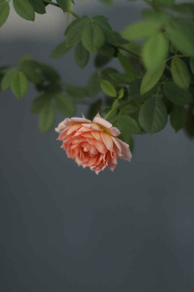薔薇