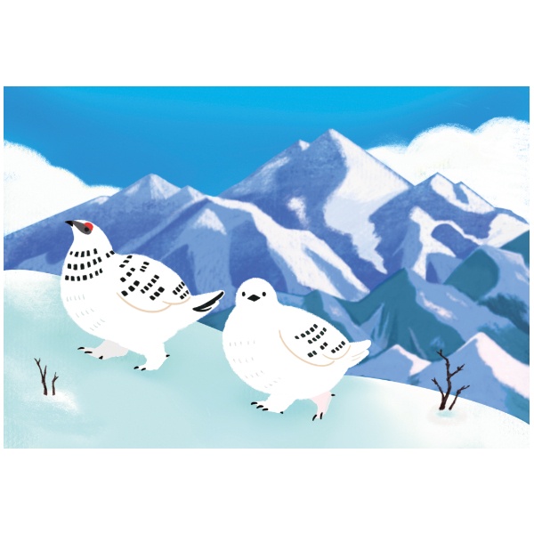 つるかめ本舗  コラボ ポストカード 雪山のライチョウ