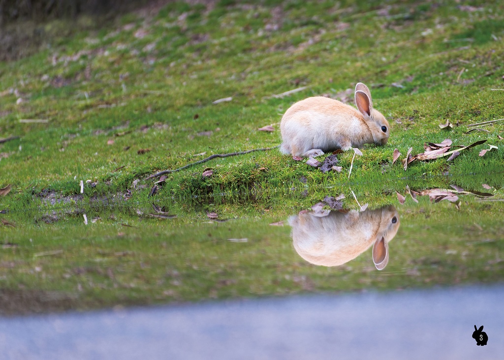 【C101新刊】広島のうさぎランド