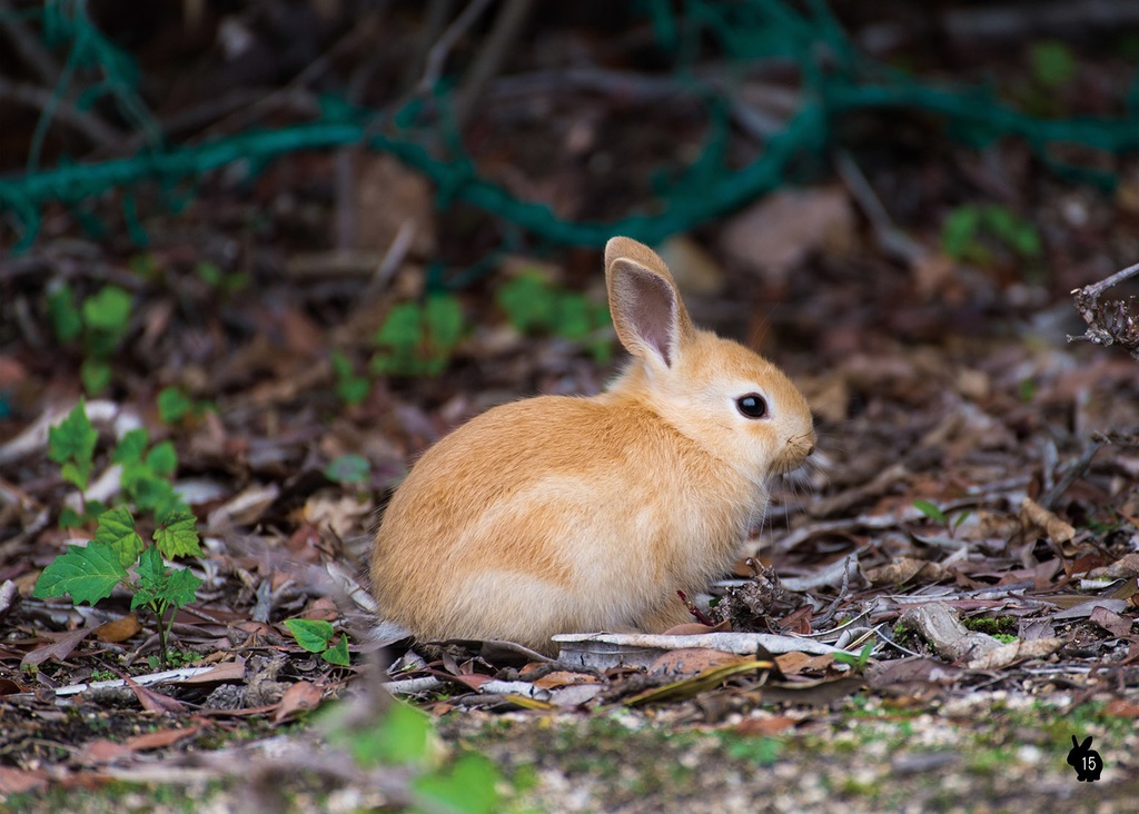 【C101新刊】広島のうさぎランド