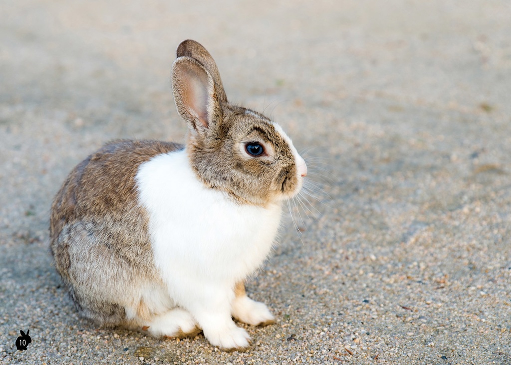 【C101新刊】広島のうさぎランド