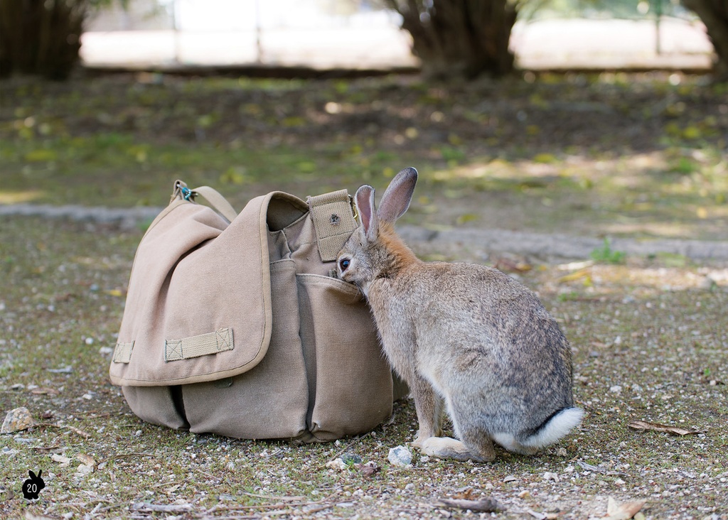 【C101新刊】広島のうさぎランド