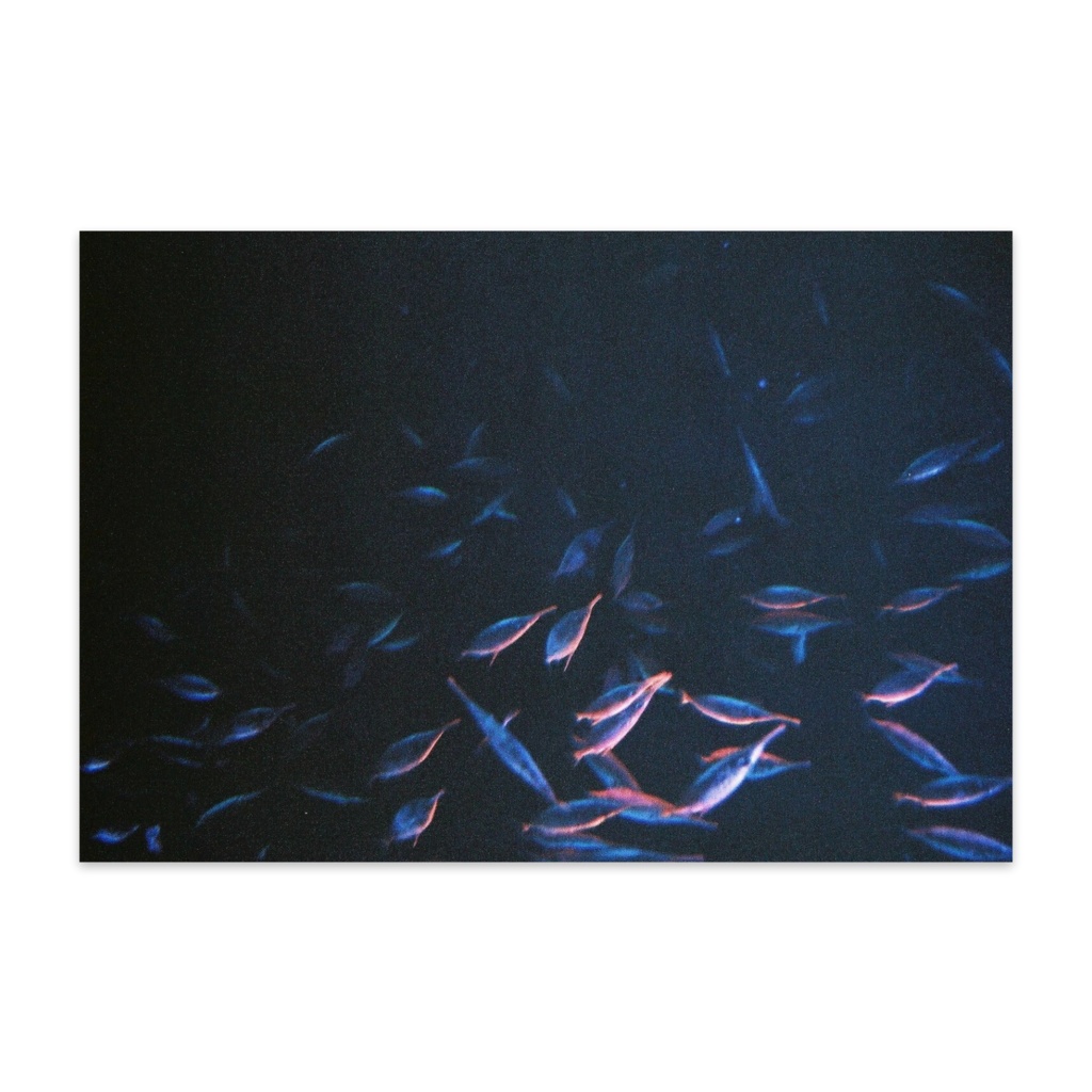 暗く光るからだ