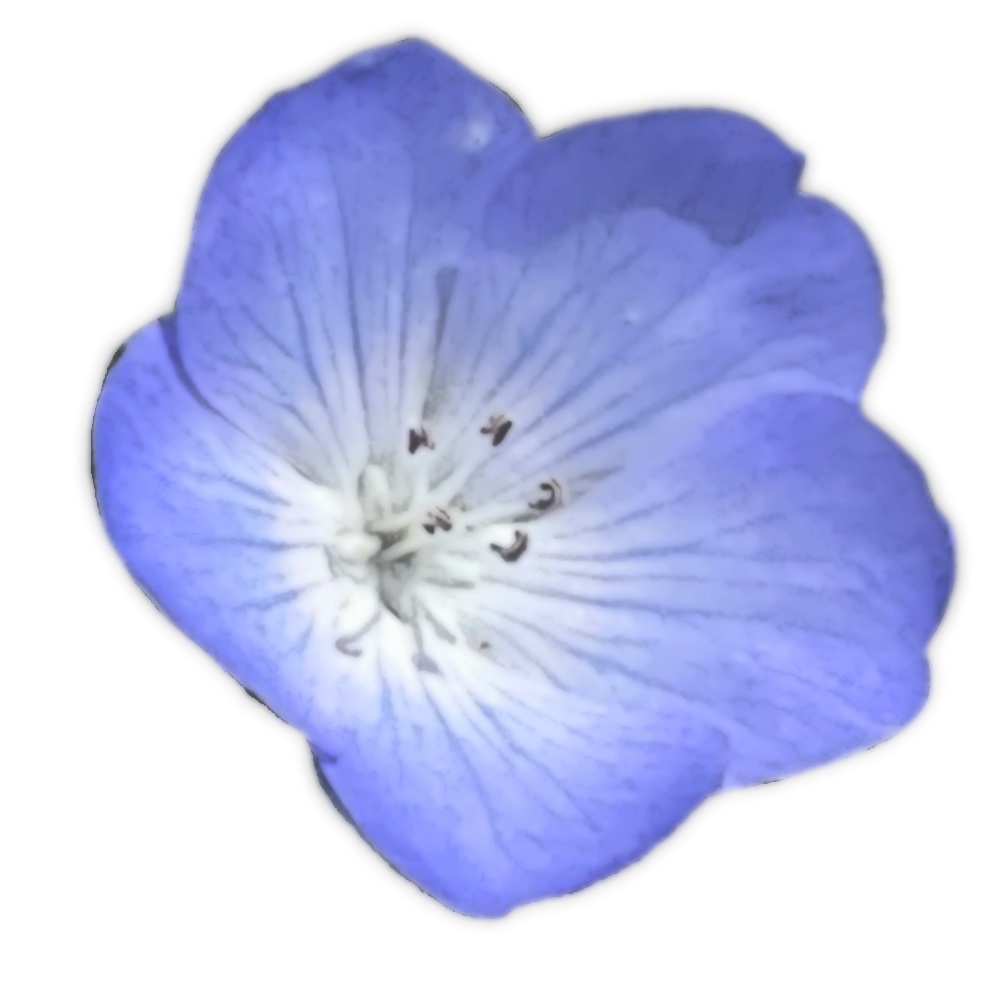 ネモフィラブラシとペン先用素材