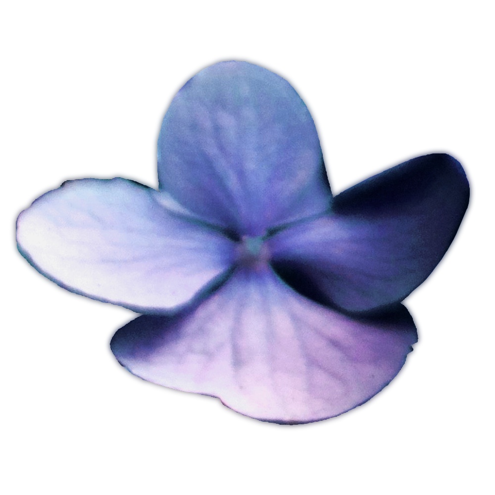 紫陽花素材、紫陽花ブラシ