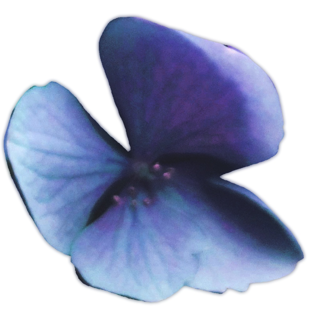 紫陽花素材、紫陽花ブラシ