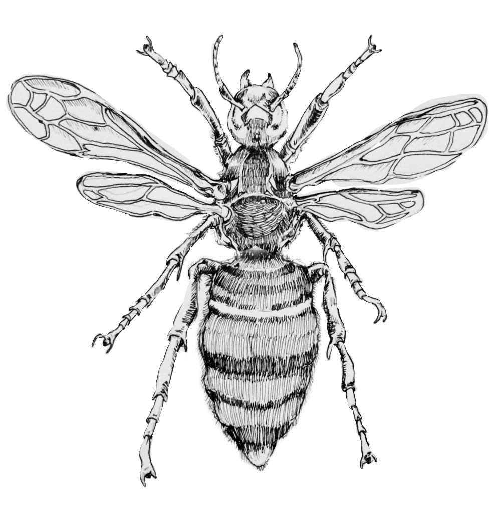 Bee