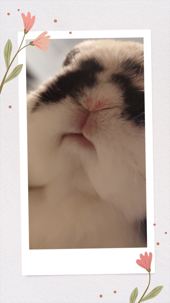娘（うさぎ）のランダム　ブロマイド写真