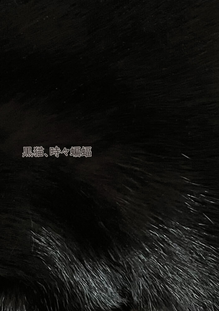 黒猫、時々蝙蝠