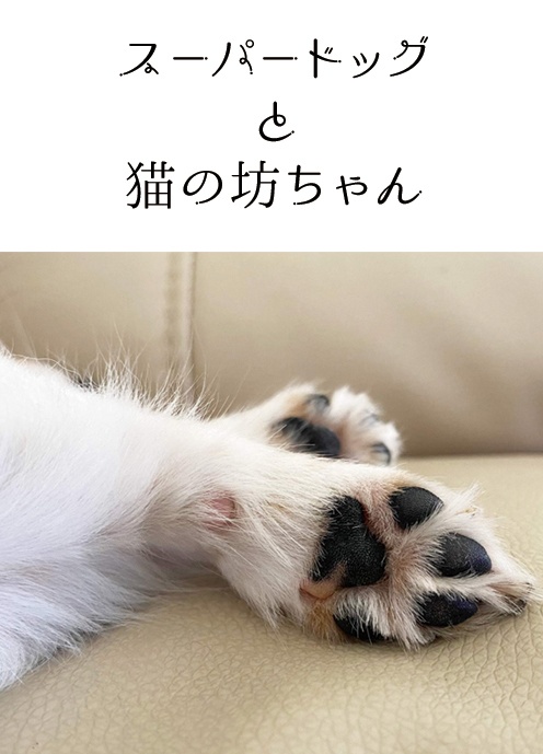 スーパードッグと猫の坊ちゃん