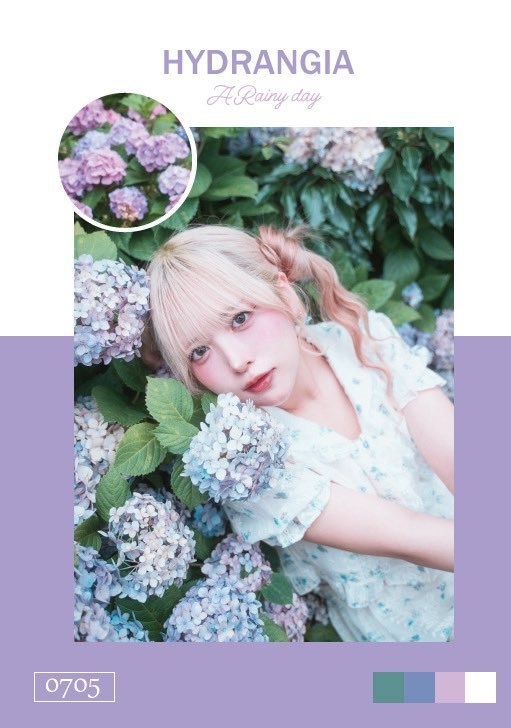 Hydrangea