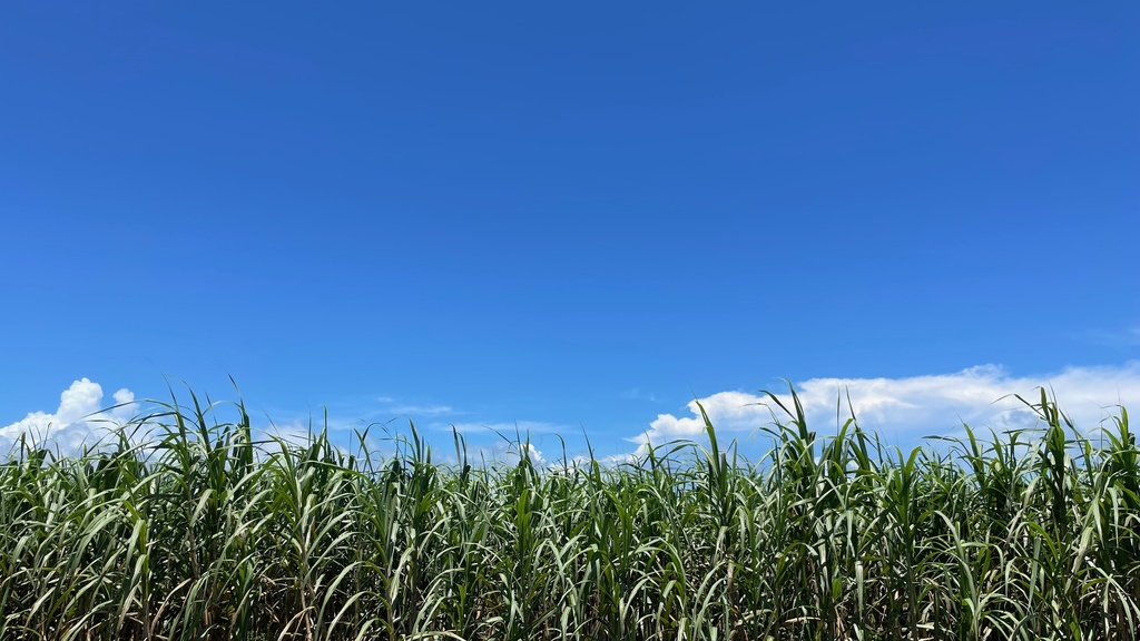 旅するトートバッグ『西表に夏がやってきた!』