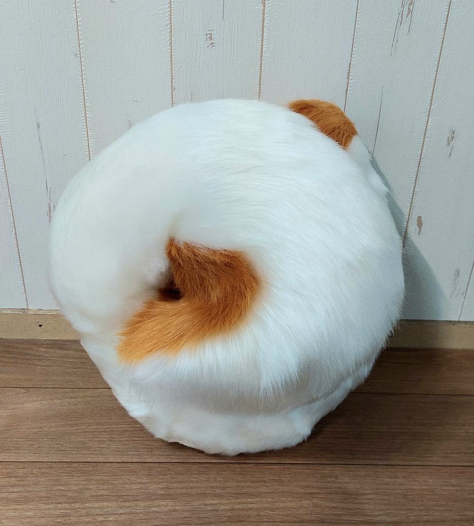 柴犬 尻尾(長毛)