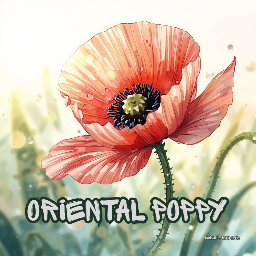 【フリーBGM】Oriental Poppy｜Electronica