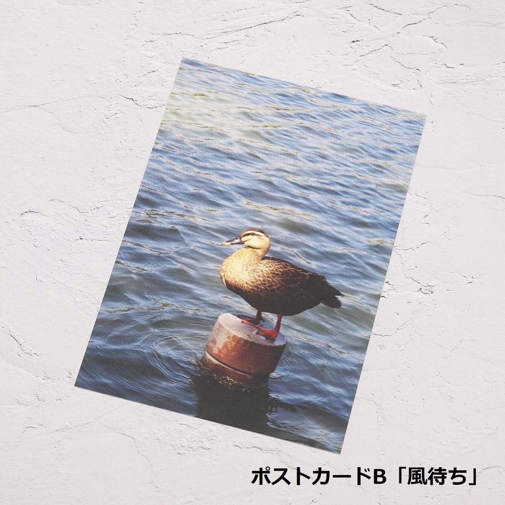 【在庫品】Miauor作例ポストカード