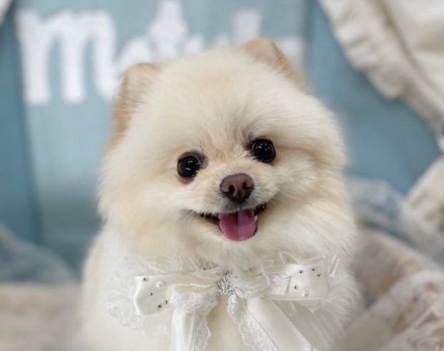 おもち ランチェキ