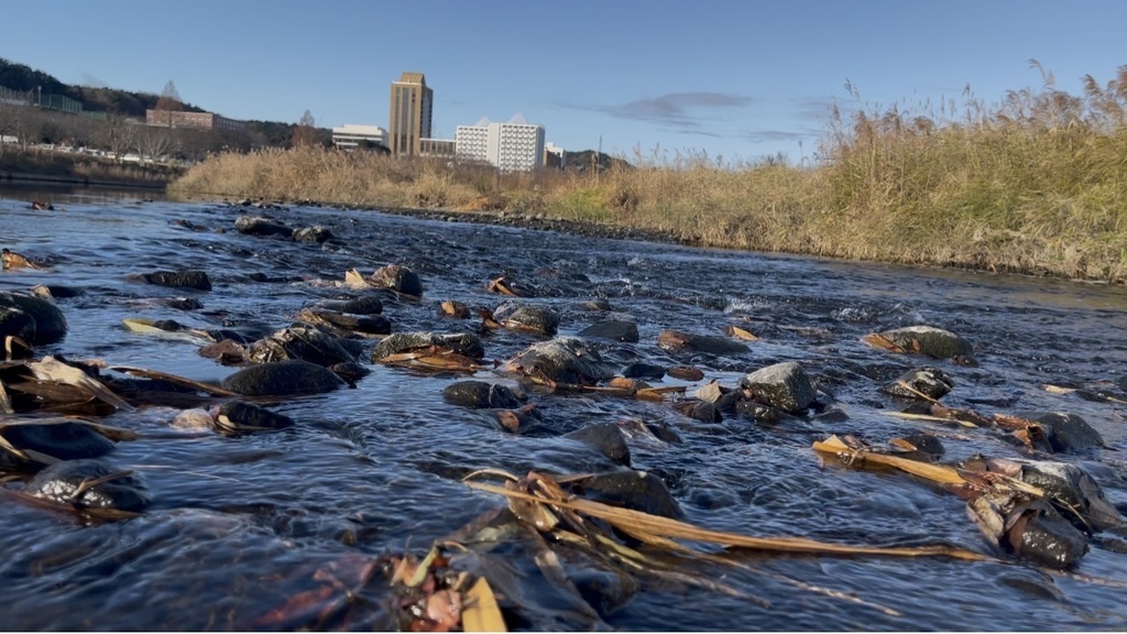自然音｜癒しの川の流れ音（5分）｜睡眠・瞑想・集中用 MP3