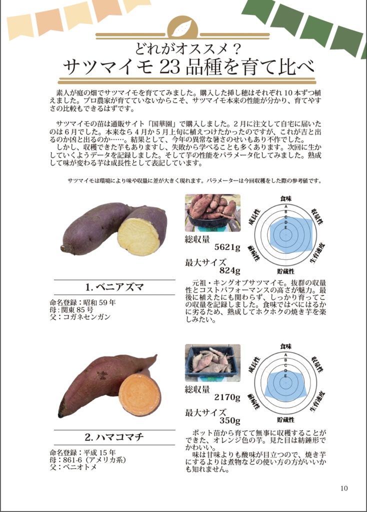 オタクの庭 2024冬「サツマイモ」