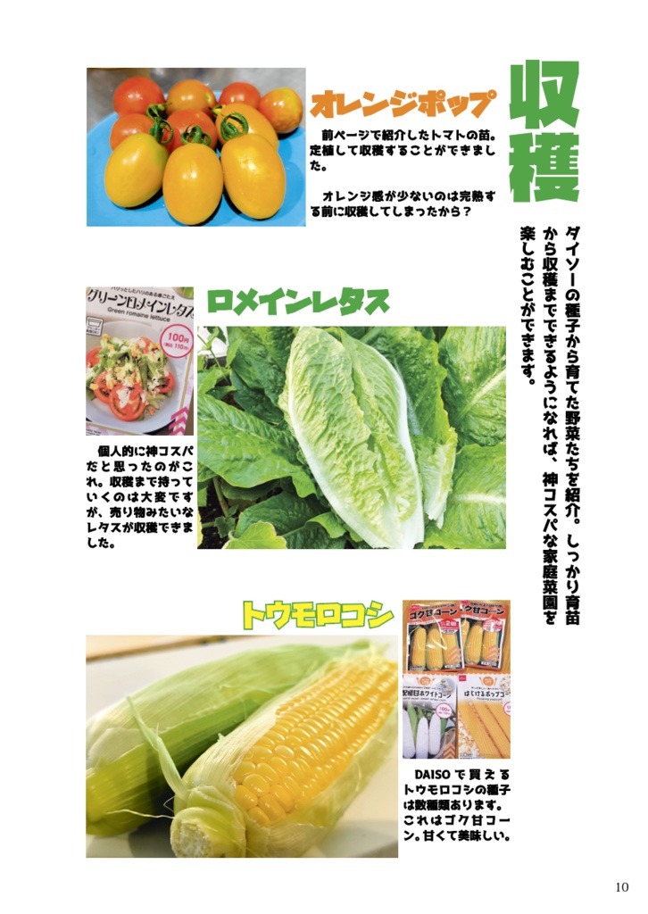 オタクの庭 2025夏 コスパと園芸