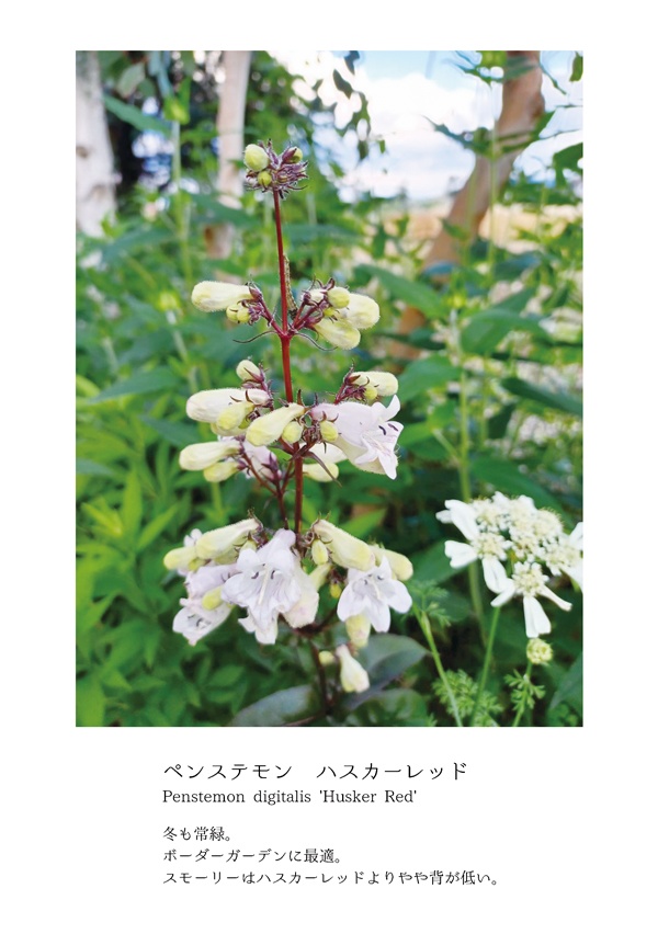 【会場限定】我が家の宿根草 低木・果樹